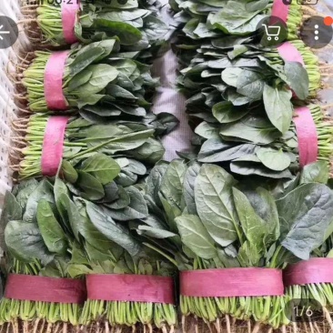惠民万亩菠菜，大叶菠菜25～30厘米，欢迎新老客户下单