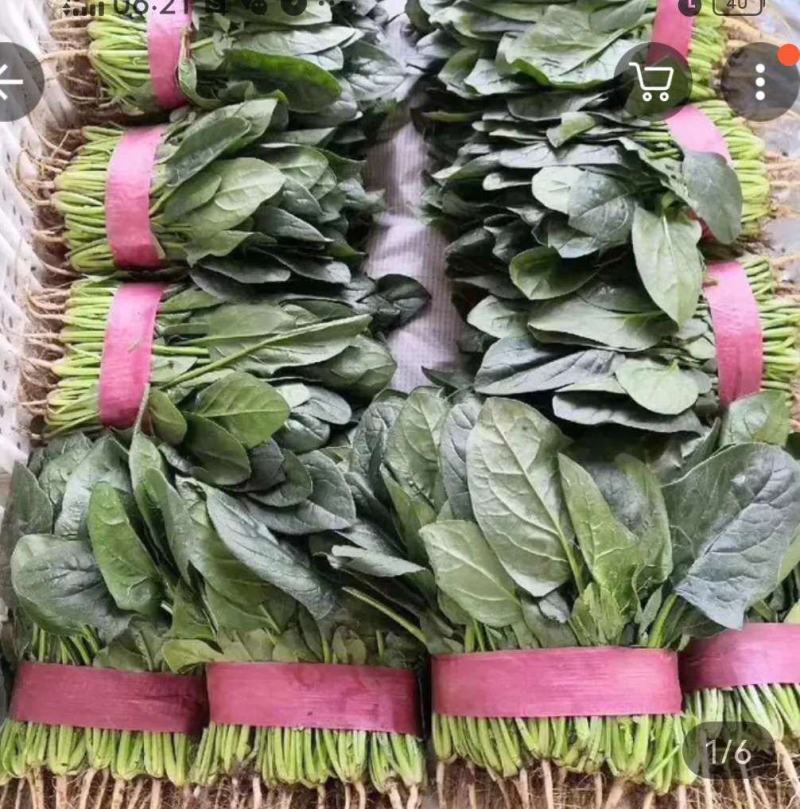 惠民万亩菠菜，大叶菠菜25～30厘米，欢迎新老客户下单