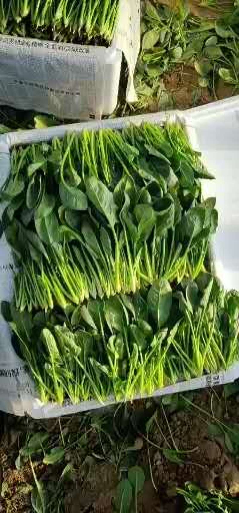 惠民万亩菠菜，大叶菠菜25～30厘米，欢迎新老客户下单