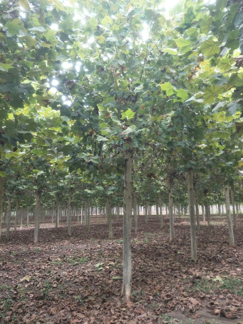 白蜡树绿化苗木大量速生白蜡1-20公分及白蜡树苗