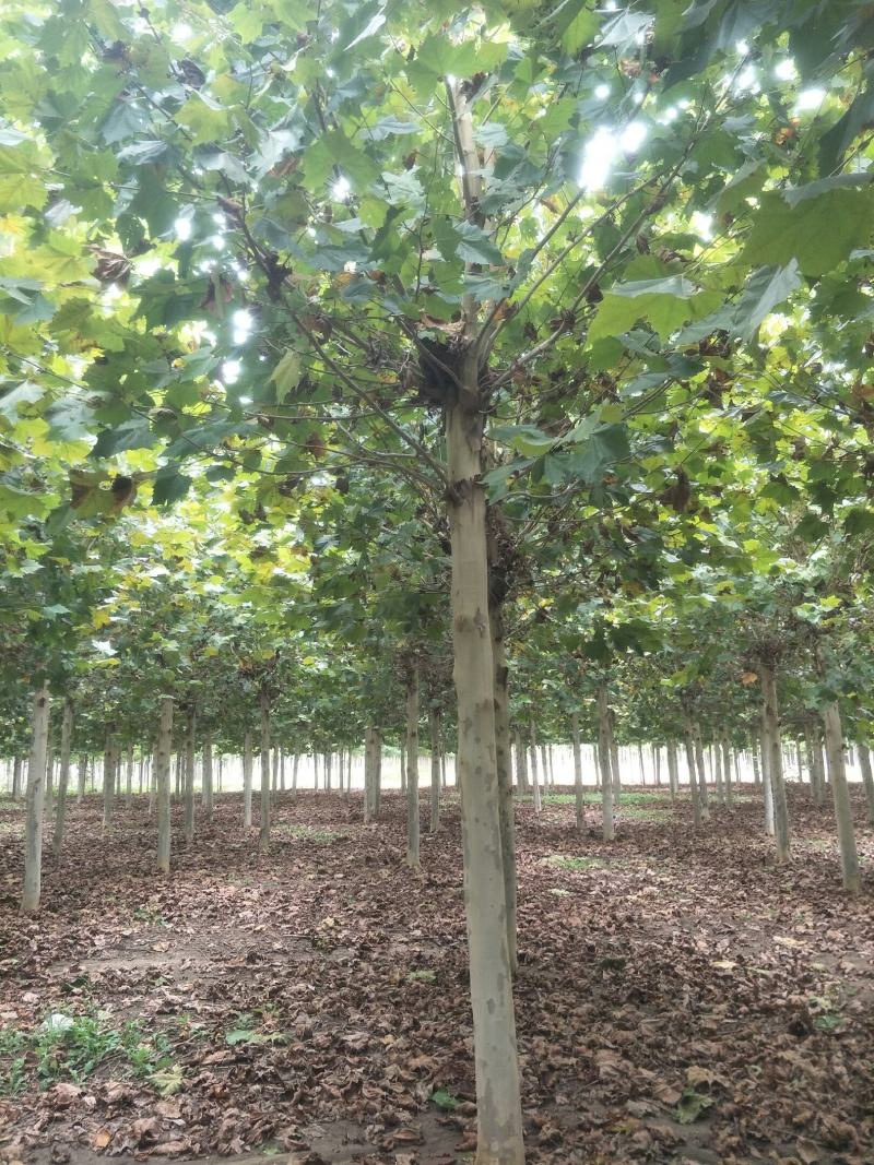 白蜡树绿化苗木大量速生白蜡1-20公分及白蜡树苗