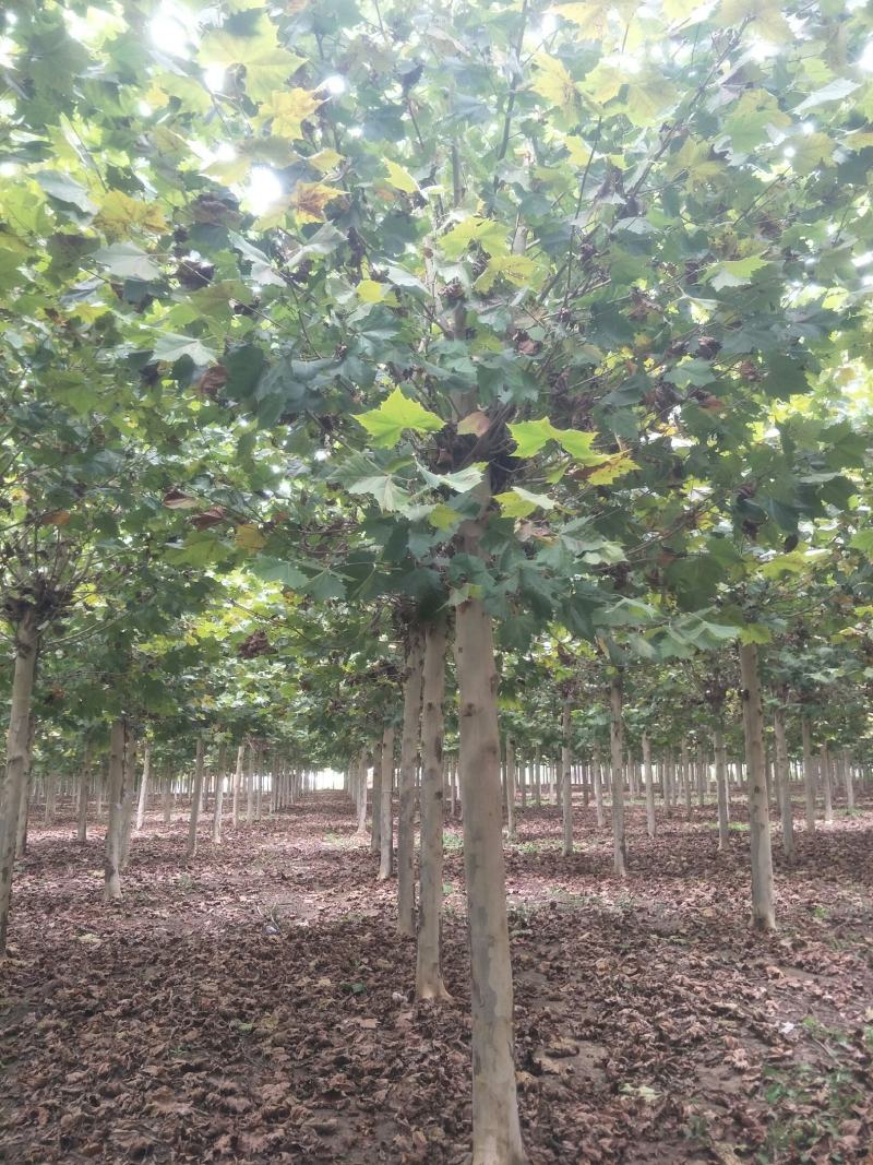 白蜡树绿化苗木大量速生白蜡1-20公分及白蜡树苗