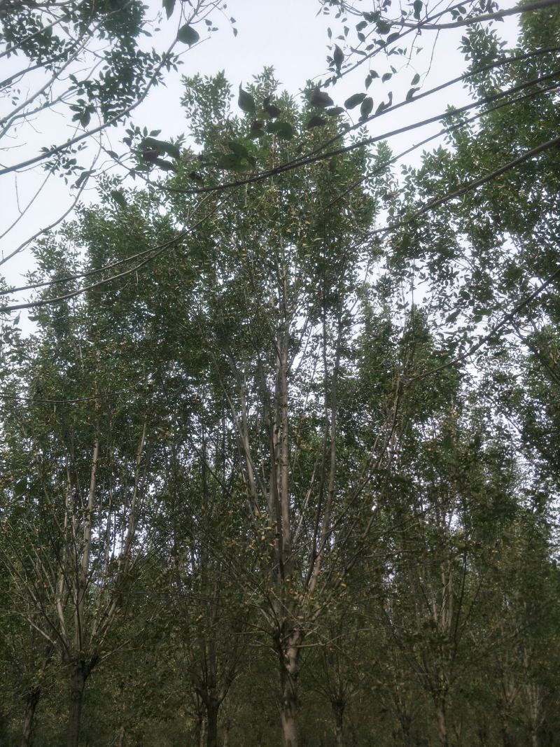 白蜡树绿化苗木大量速生白蜡1-20公分及白蜡树苗