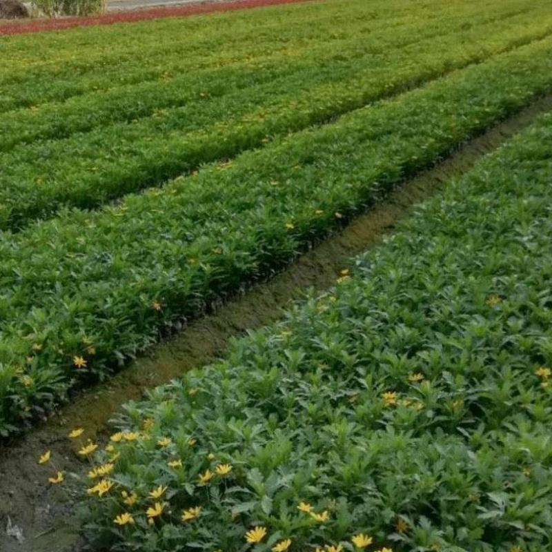 基地直供云南木春菊苗地被月季苗袋苗带花苞带土发货绿化苗木