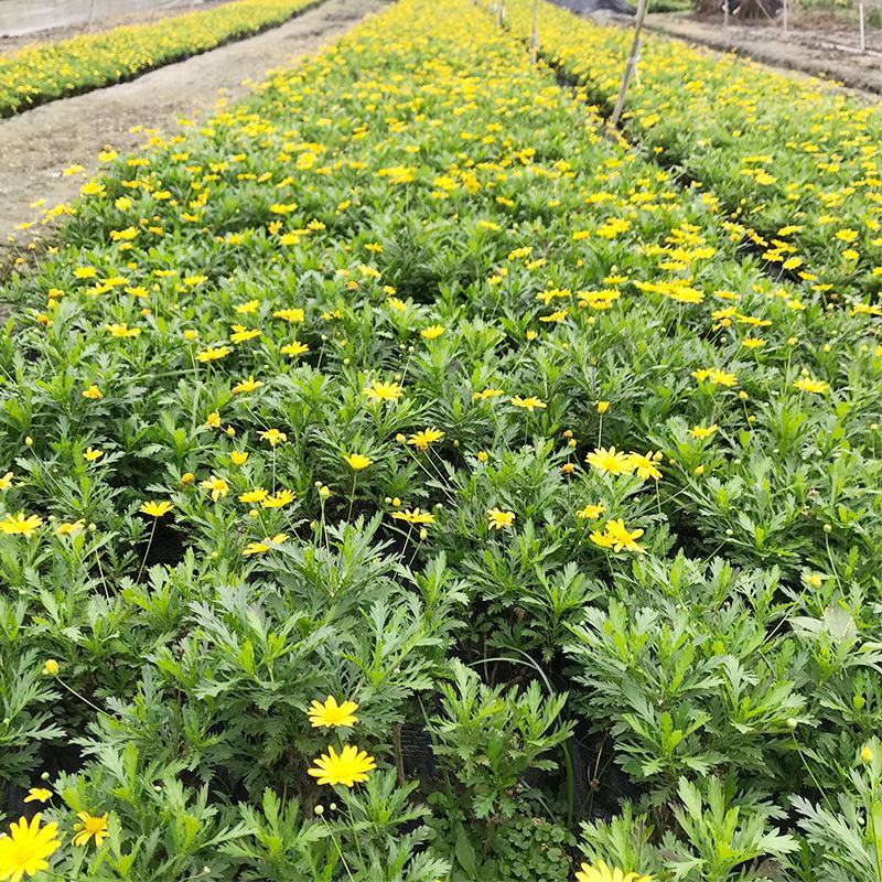 基地直供云南木春菊苗地被月季苗袋苗带花苞带土发货绿化苗木