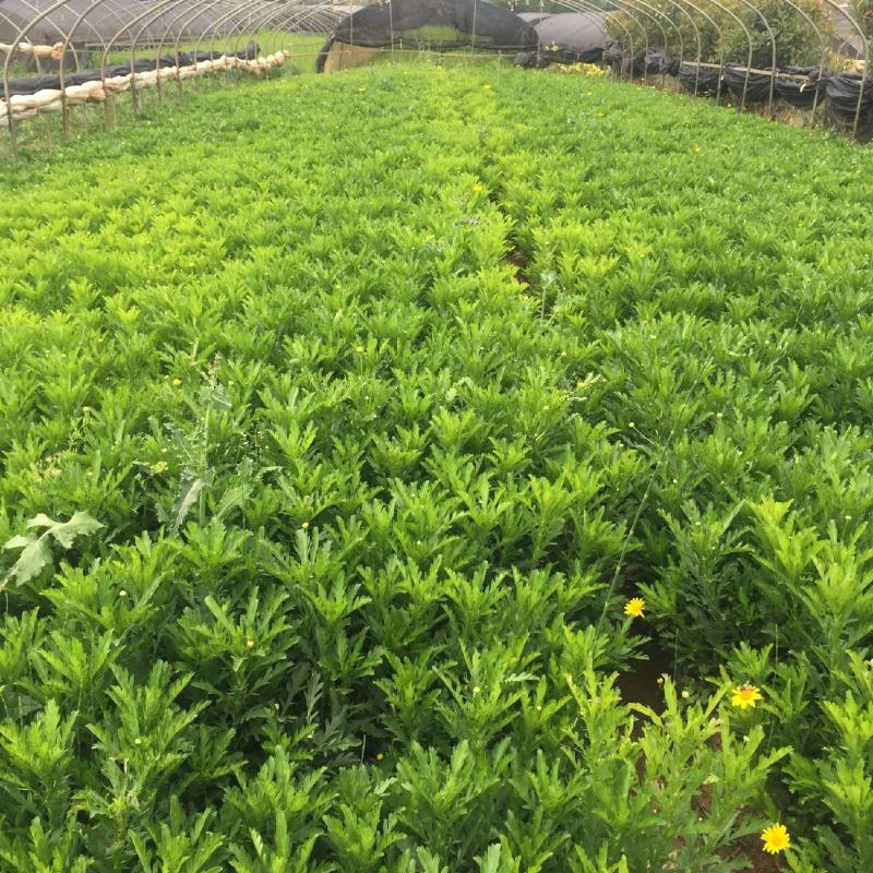 基地直供云南木春菊苗地被月季苗袋苗带花苞带土发货绿化苗木