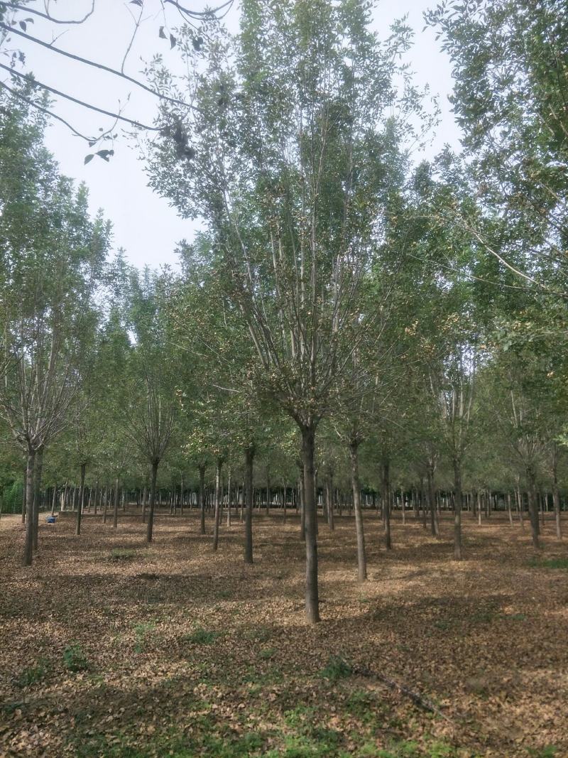 大规格速生白蜡15-20公分量大