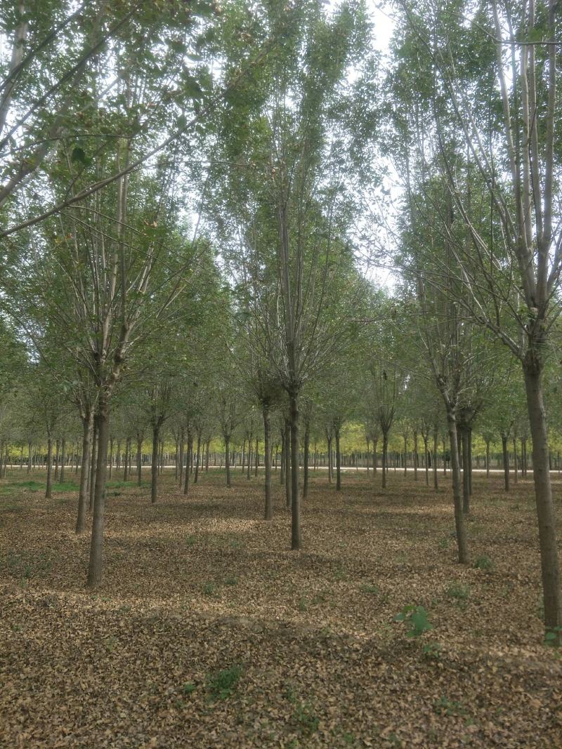 大规格速生白蜡15-20公分量大