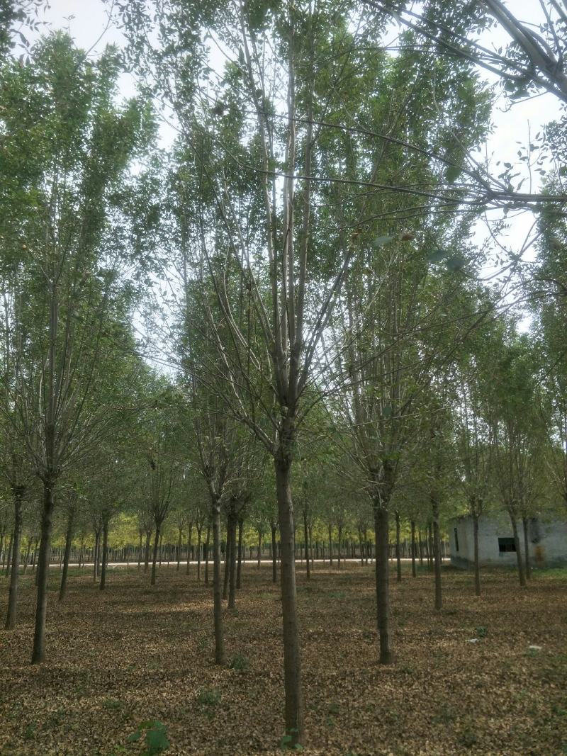 大规格速生白蜡15-20公分量大