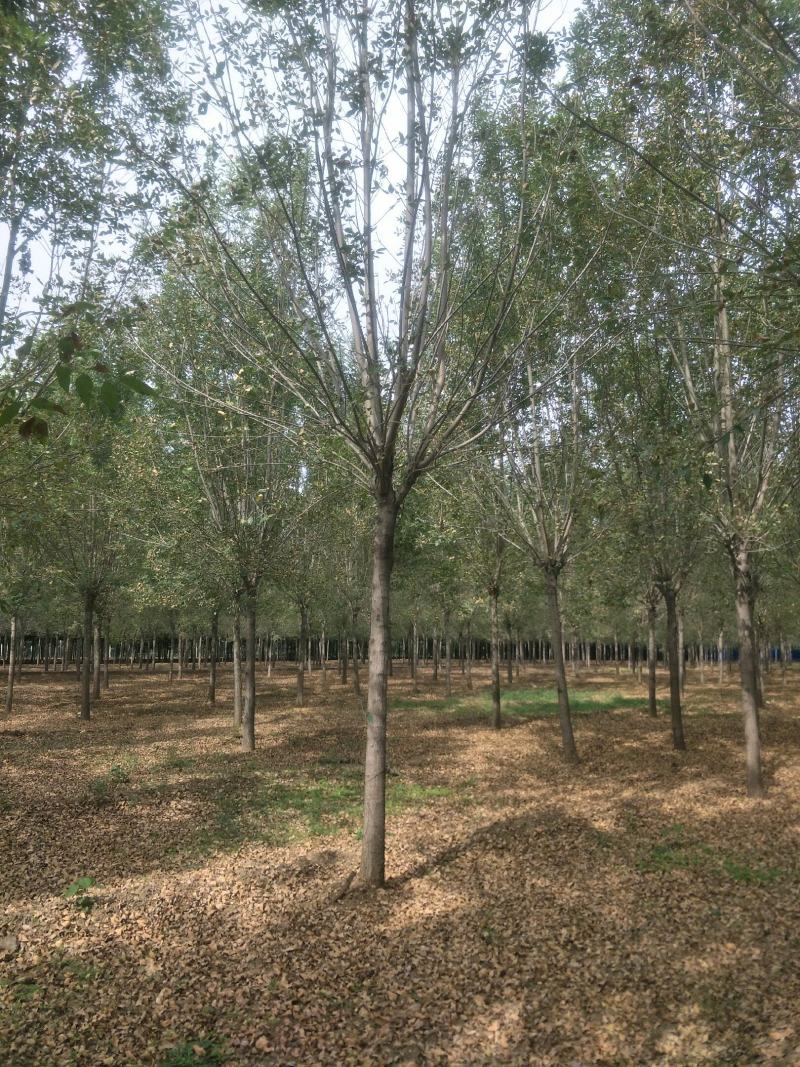 大规格速生白蜡15-20公分量大