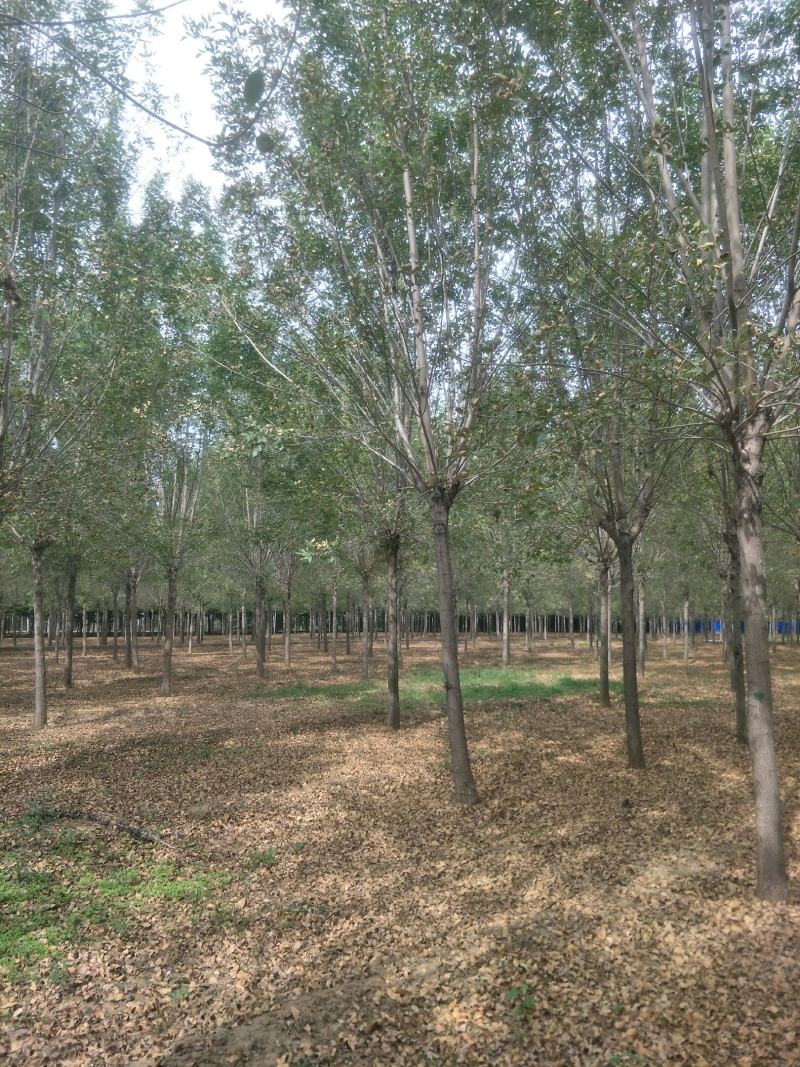 大规格速生白蜡15-20公分量大