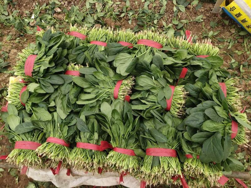 滨州惠民县大叶菠菜25~35厘米，大量上市，欢迎新老客