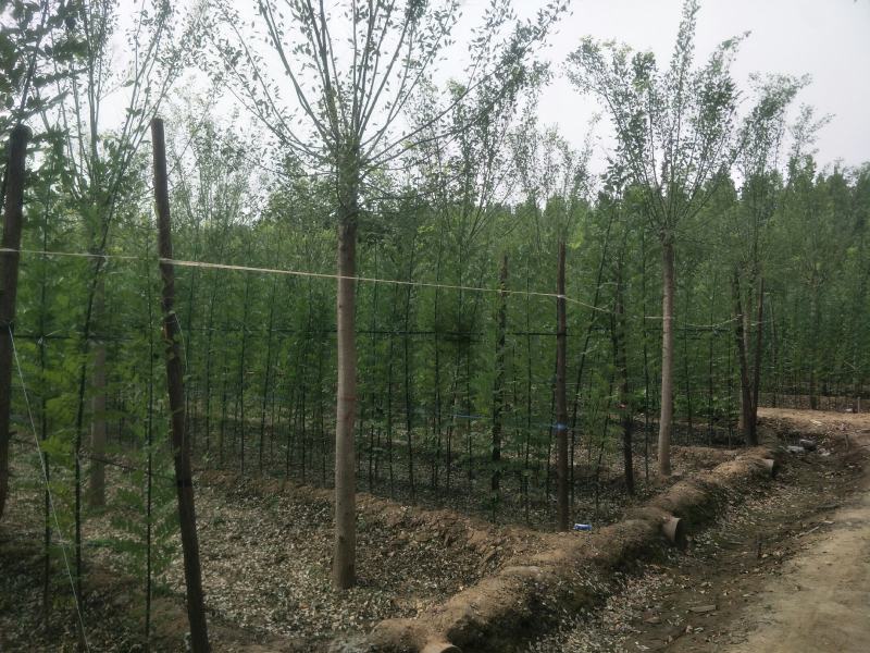 速生白蜡小苗/速生白蜡成品苗/老白蜡小苗