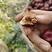 新疆哈密今年二级枣质量保证的哈密枣只是小点可肉厚实