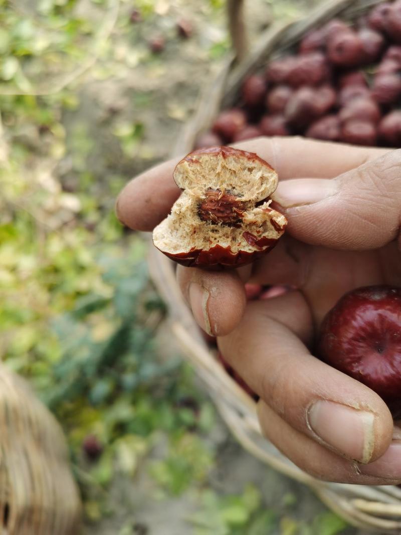 新疆哈密今年二级枣质量保证的哈密枣只是小点可肉厚实