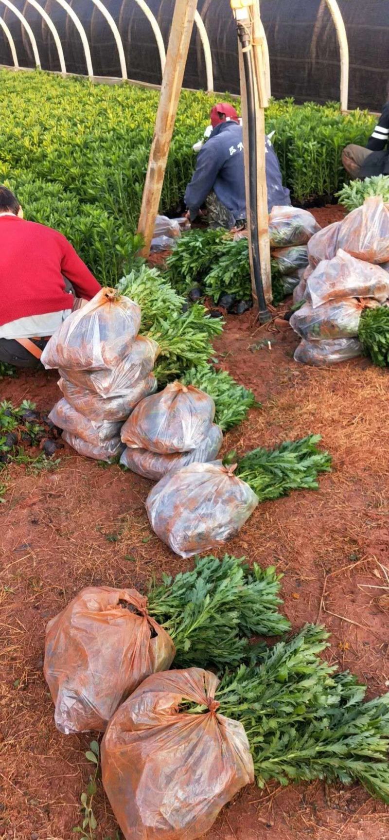 基地直供云南木春菊苗地被月季苗袋苗带花苞带土发货绿化苗木