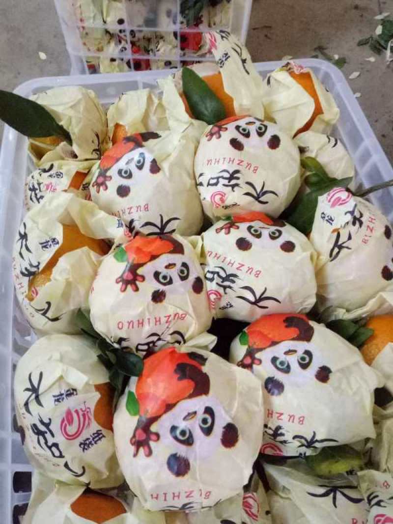 不知火丑桔，丑八怪甜蜜桔鲜果一手货源采摘