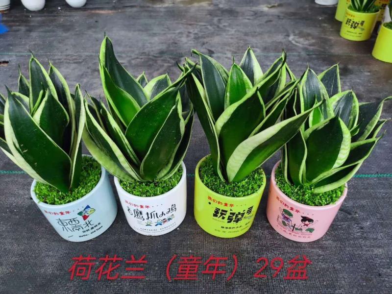 荷花兰虎皮兰小森林精品绿植盆栽