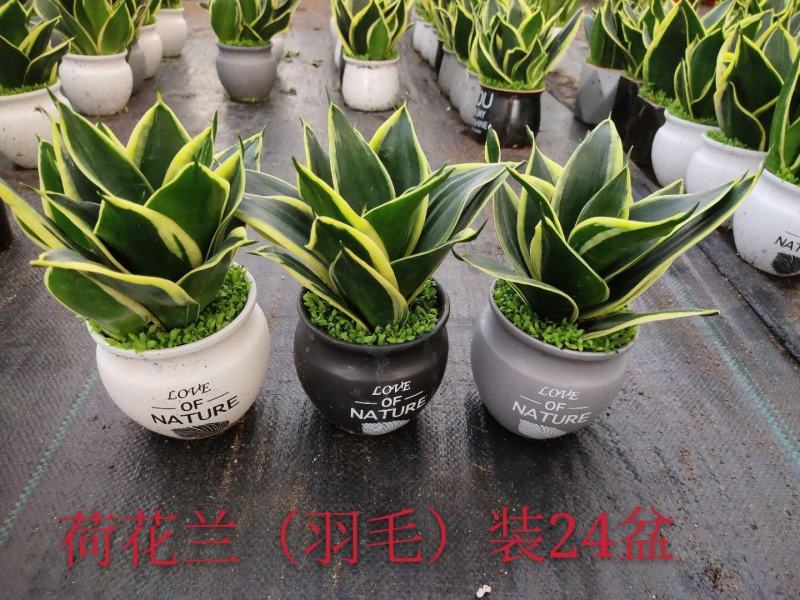 荷花兰虎皮兰小森林精品绿植盆栽