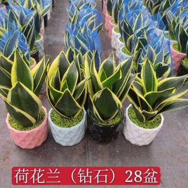 荷花兰虎皮兰小森林精品绿植盆栽
