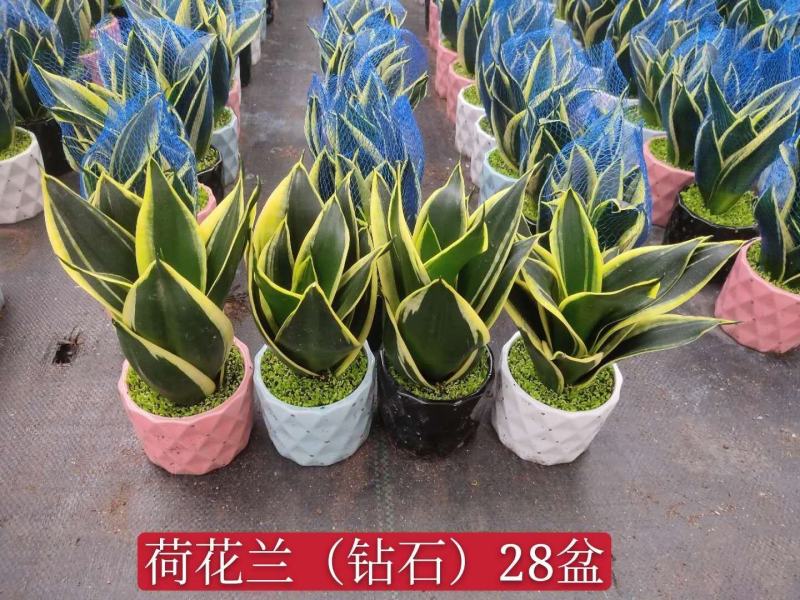 荷花兰虎皮兰小森林精品绿植盆栽