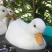 柯尔鸭养殖宠物鸭观赏鸭繁殖下蛋全国包邮网红鸭