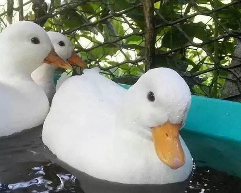柯尔鸭养殖宠物鸭观赏鸭繁殖下蛋全国包邮网红鸭