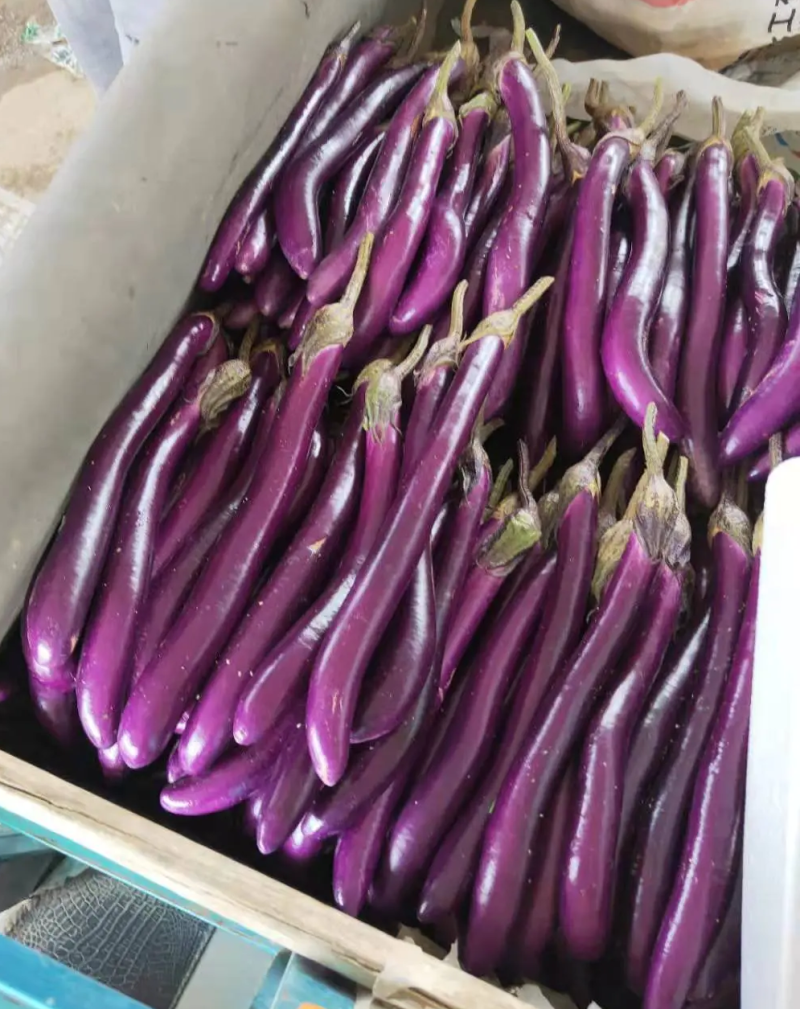 杭茄一号F1优质丰产茄子品种