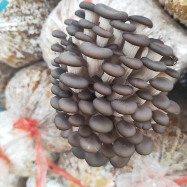 食用菌，菌棒出售，质优价廉