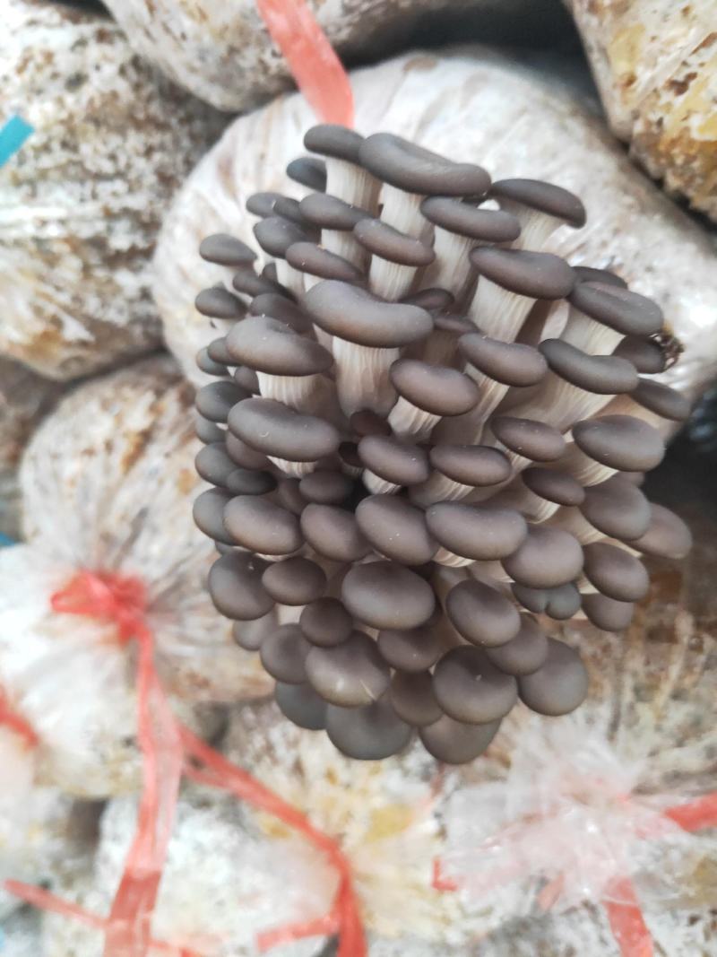 食用菌，菌棒出售，质优价廉