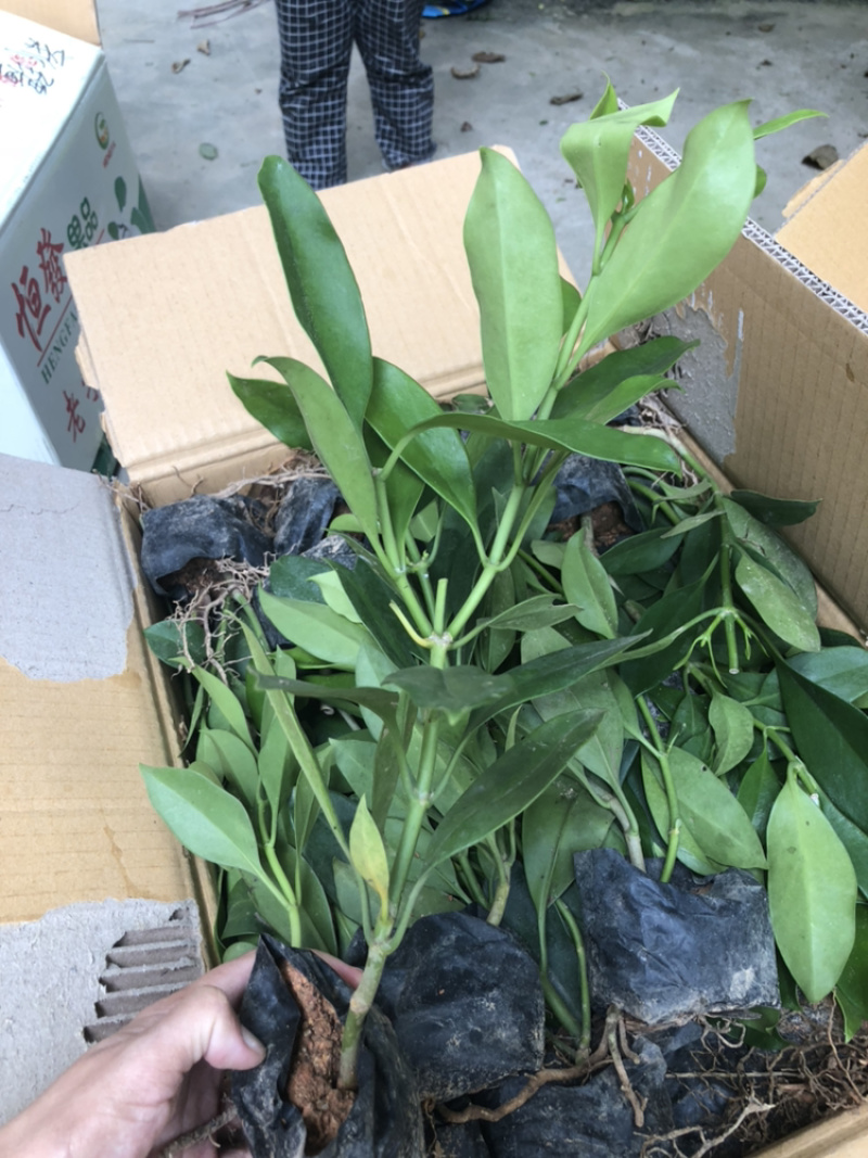 非洲茉莉各种规格量大齐全漳州花卉基地直发