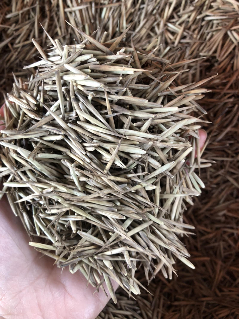 毛竹种子