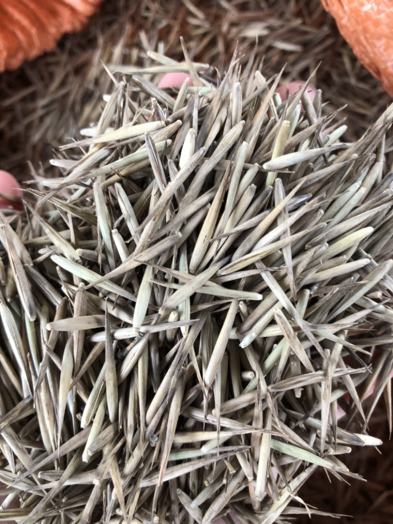 毛竹种子