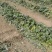 白心红薯大量上市沙土地种植口感甜软面