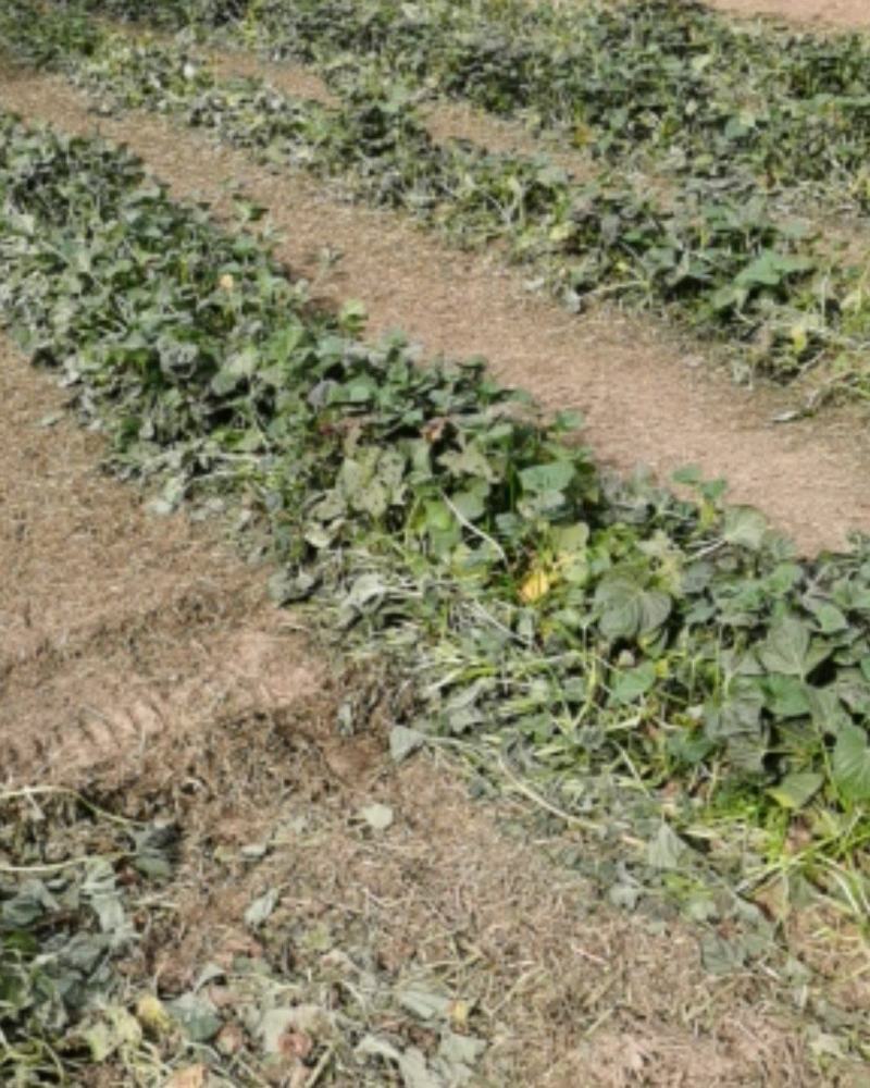 白心红薯大量上市沙土地种植口感甜软面