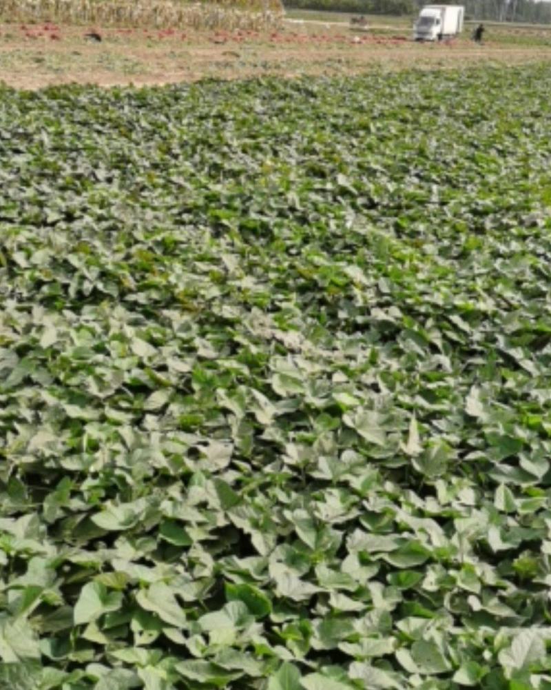 白心红薯大量上市沙土地种植口感甜软面