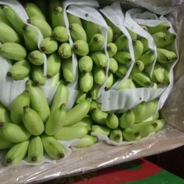 精品皇帝蕉颜色好味道好32元一件！！！