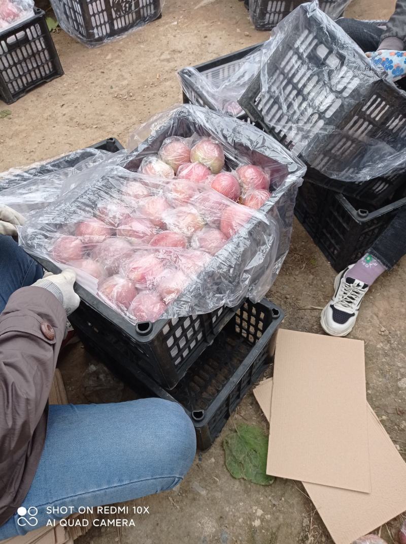 膜袋红富士，产地直供，保证质量，箱装，筐装，袋装视频看货