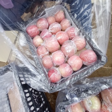 膜袋红富士，产地直供，保证质量，箱装，筐装，袋装视频看货