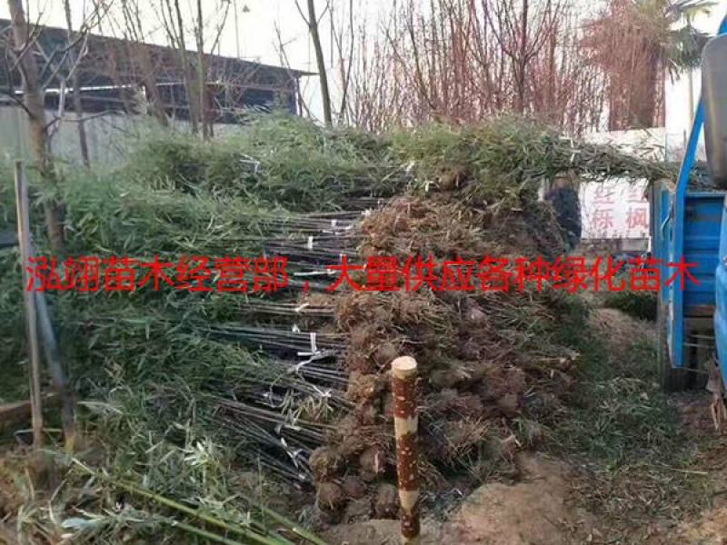 常年批发供应紫竹价格优惠，规格齐全树形优美生长旺盛