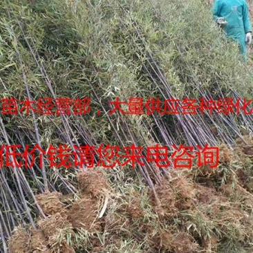 常年批发供应紫竹价格优惠，规格齐全树形优美生长旺盛