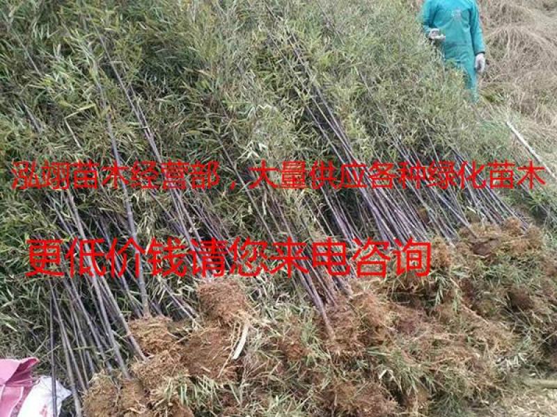 常年批发供应紫竹价格优惠，规格齐全树形优美生长旺盛