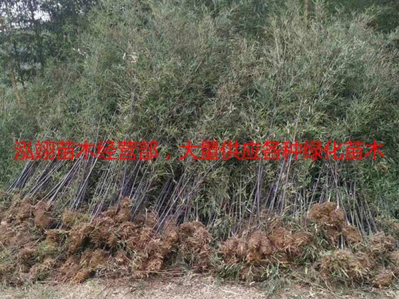 常年批发供应紫竹价格优惠，规格齐全树形优美生长旺盛