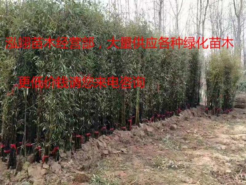 常年批发供应紫竹价格优惠，规格齐全树形优美生长旺盛