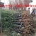 常年批发供应紫竹价格优惠，规格齐全树形优美生长旺盛