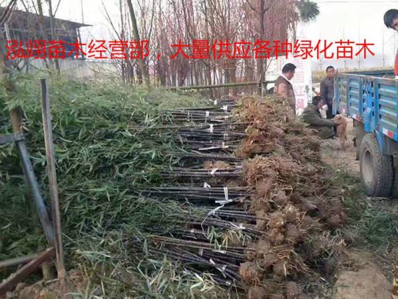 常年批发供应紫竹价格优惠，规格齐全树形优美生长旺盛