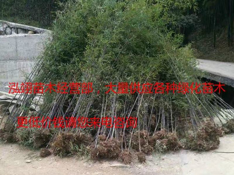 常年批发供应紫竹价格优惠，规格齐全树形优美生长旺盛