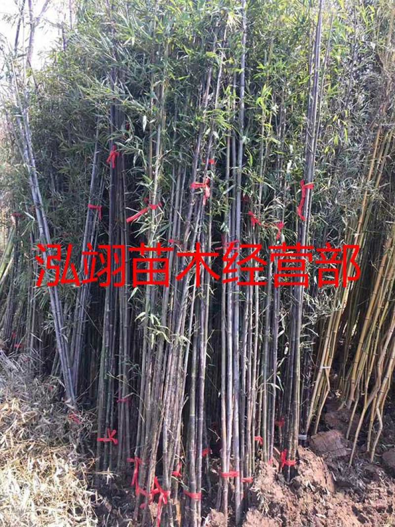 常年批发供应紫竹价格优惠，规格齐全树形优美生长旺盛