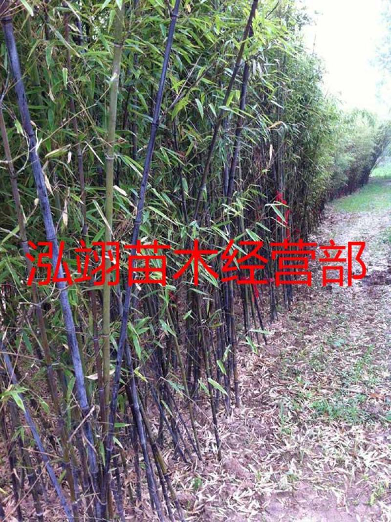 常年批发供应紫竹价格优惠，规格齐全树形优美生长旺盛