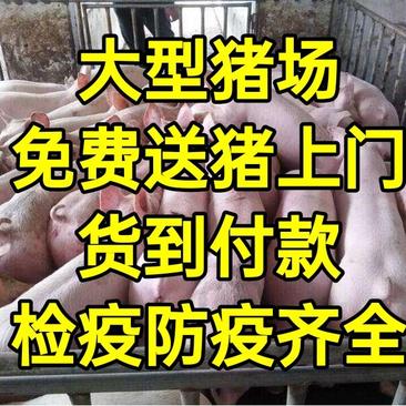 贵州猪场备案车辆猪到付款【防疫检疫健康第一】